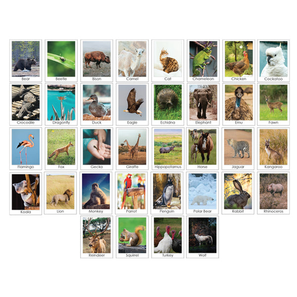 Can you guess? Animal shape recognition flashcard deck