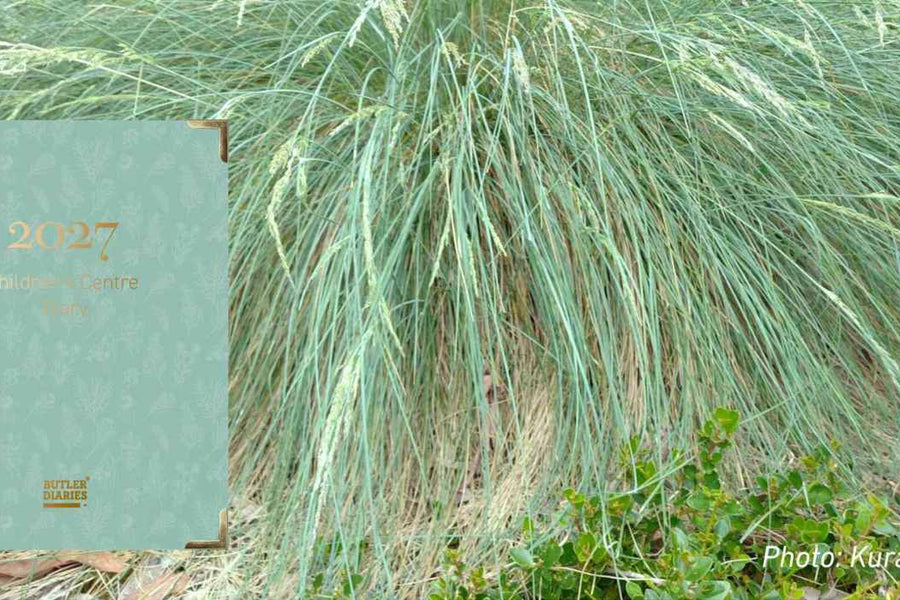 Blue Tussock-grass: our 2027 Children's Centre Diary cover, and 3 ways to explore it with children