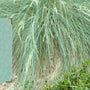Blue Tussock-grass: our 2027 Children's Centre Diary cover, and 3 ways to explore it with children