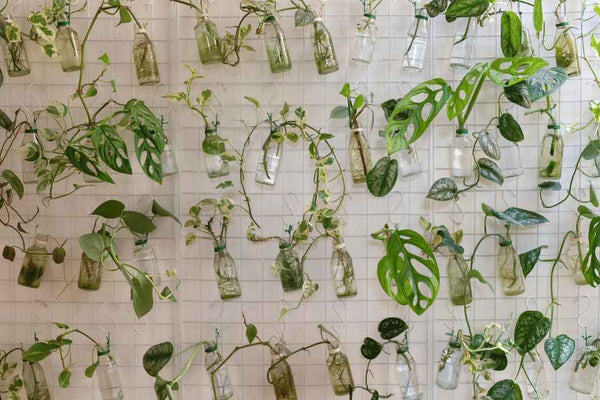 Sustainability Prompts for your ECEC