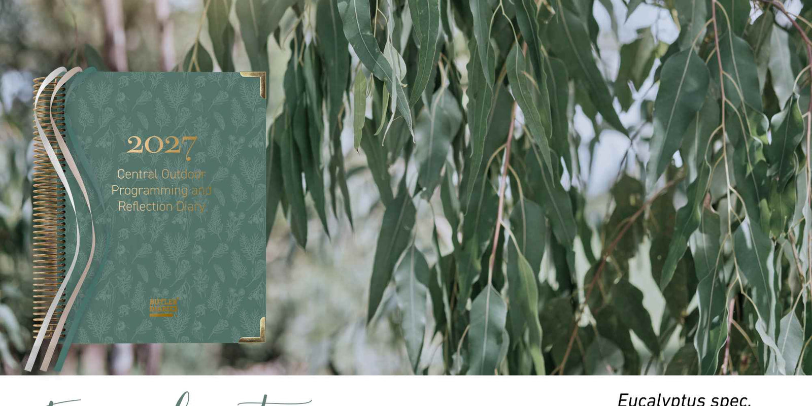 Eucalyptus native flora colour card for the 2027 Central Outdoor Weekly Programming and Reflection Diary, featuring eucalyptus gum leaves