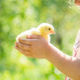 child-holding-chicken-butler-diaries