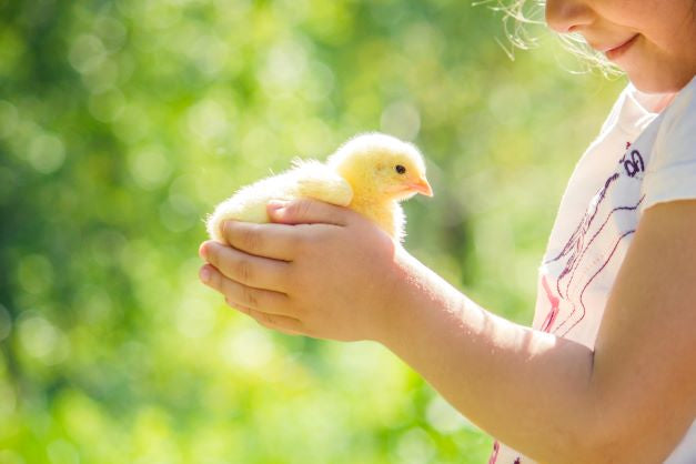 child-holding-chicken-butler-diaries