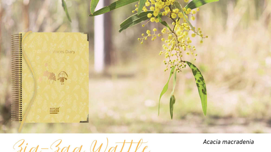 Zig-Zag Wattle native flora colour card for the Children's Voices Diary, featuring Acacia macradenia, the zig-zag wattle