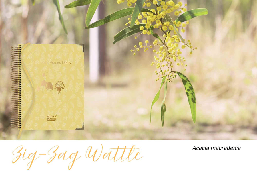 Zig-Zag Wattle native flora colour card for the Children's Voices Diary, featuring Acacia macradenia, the zig-zag wattle