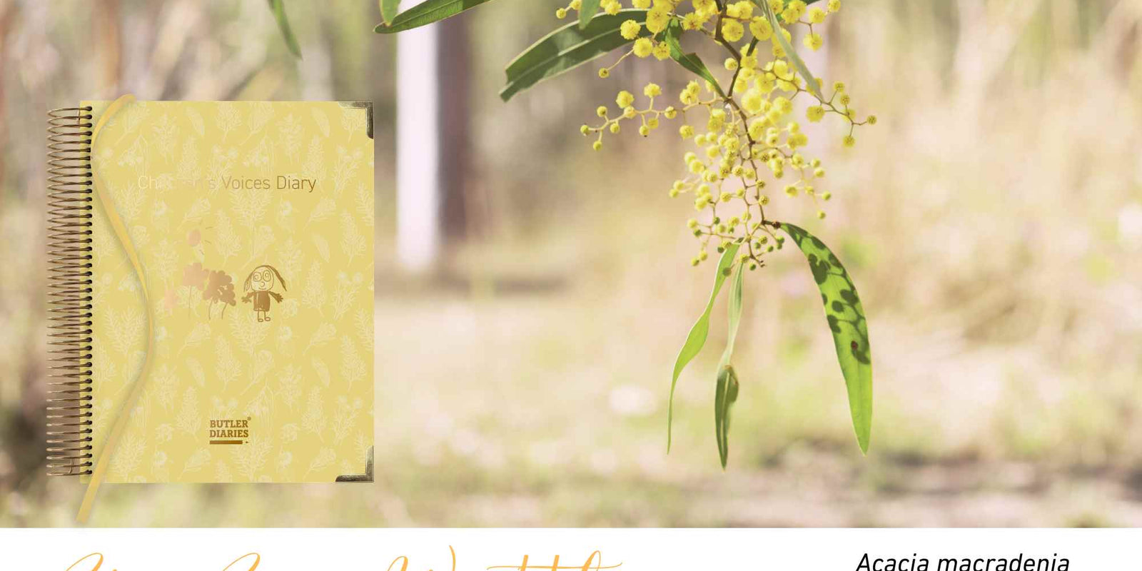 Zig-Zag Wattle native flora colour card for the Children's Voices Diary, featuring Acacia macradenia, the zig-zag wattle