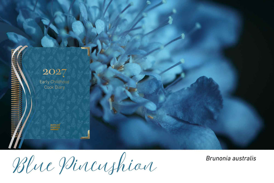 Blue Pincushion native flora colour card for the 2027 Early Childhood Cook's Diary, featuring Brunonia australis, the blue pincushion flower
