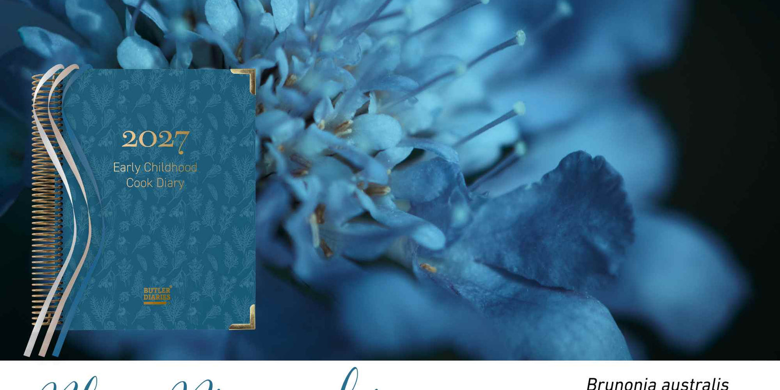 Blue Pincushion native flora colour card for the 2027 Early Childhood Cook's Diary, featuring Brunonia australis, the blue pincushion flower
