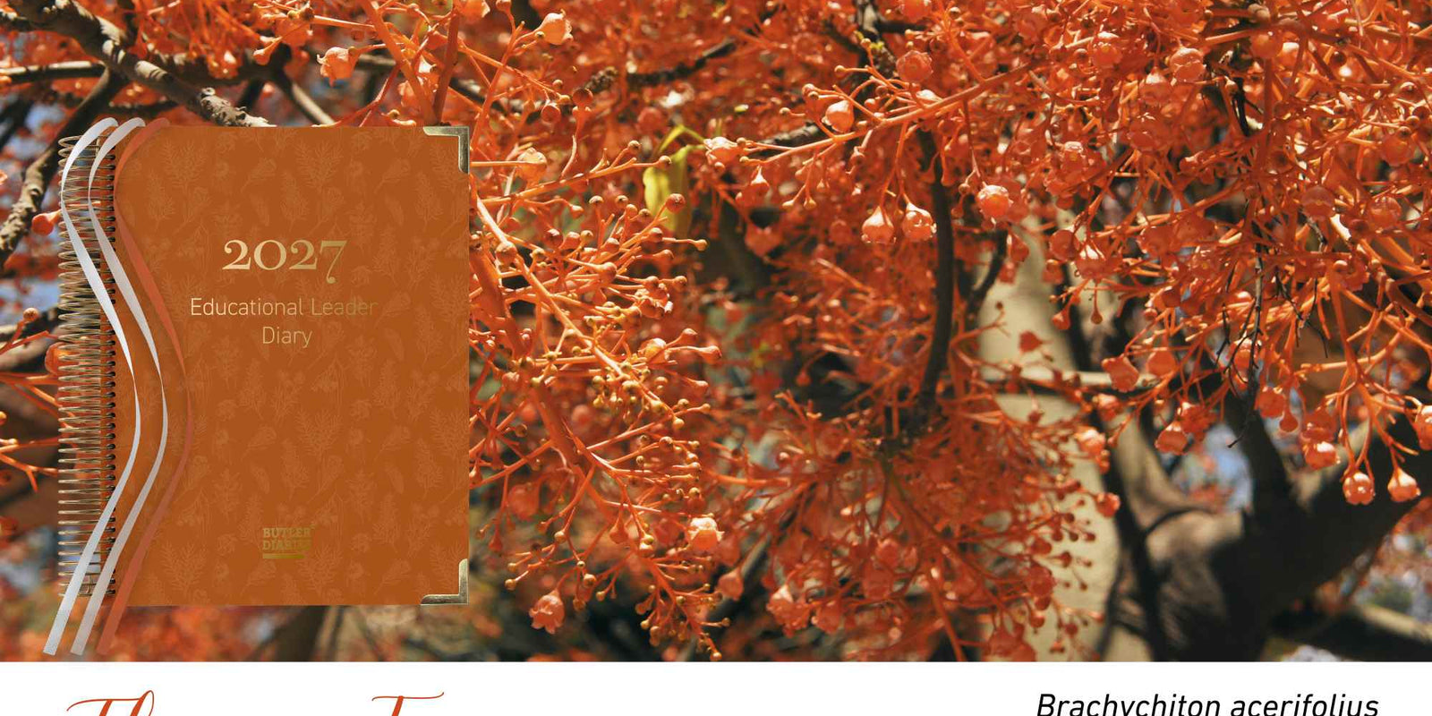 Flame Tree native flora colour card for the 2027 Educational Leader Diary, featuring Brachychiton acerifolius, the Illawarra flame tree