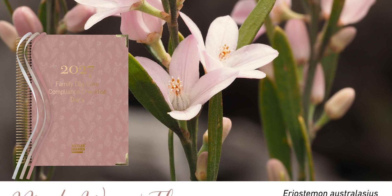 Pink Wax Flower native flora colour card for the 2027 Family Day Care Compliance Diary, featuring Eriostemon australasius, the pink wax flower