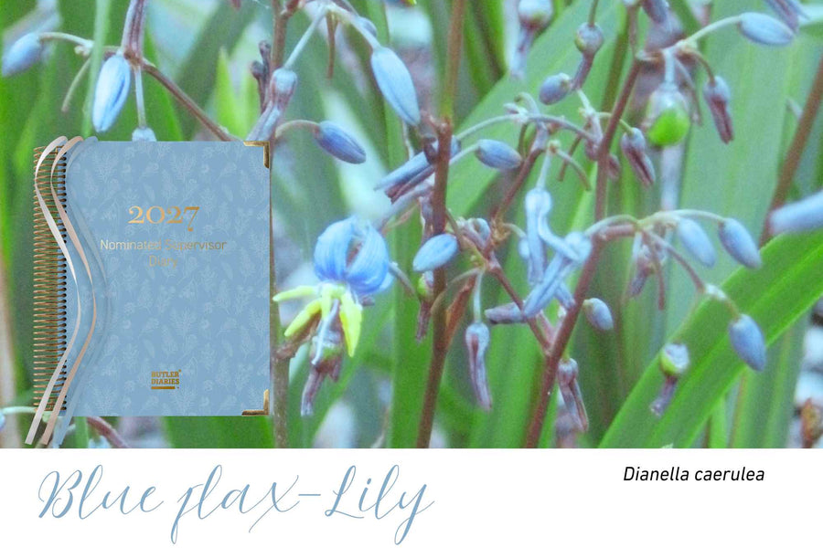 Blue Flax-Lily native flora colour card for the 2027 Nominated Supervisor Diary, featuring Dianella caerulea, the blue flax-lily