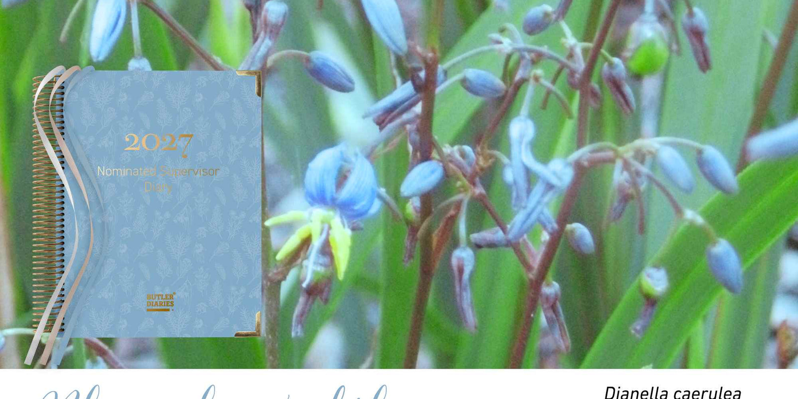 Blue Flax-Lily native flora colour card for the 2027 Nominated Supervisor Diary, featuring Dianella caerulea, the blue flax-lily