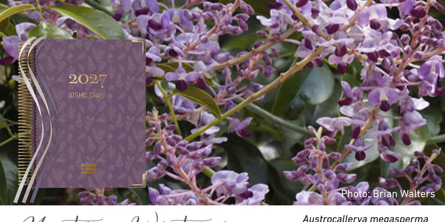Native Wisteria native flora colour card for the 2027 OSHC Diary, featuring Austrocallerya megasperma, the native wisteria