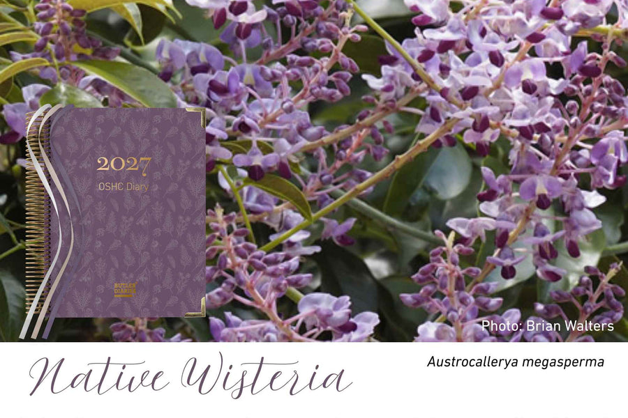 Native Wisteria native flora colour card for the 2027 OSHC Diary, featuring Austrocallerya megasperma, the native wisteria