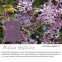 Native Wisteria native flora colour card for the 2027 OSHC Diary, featuring Austrocallerya megasperma, the native wisteria