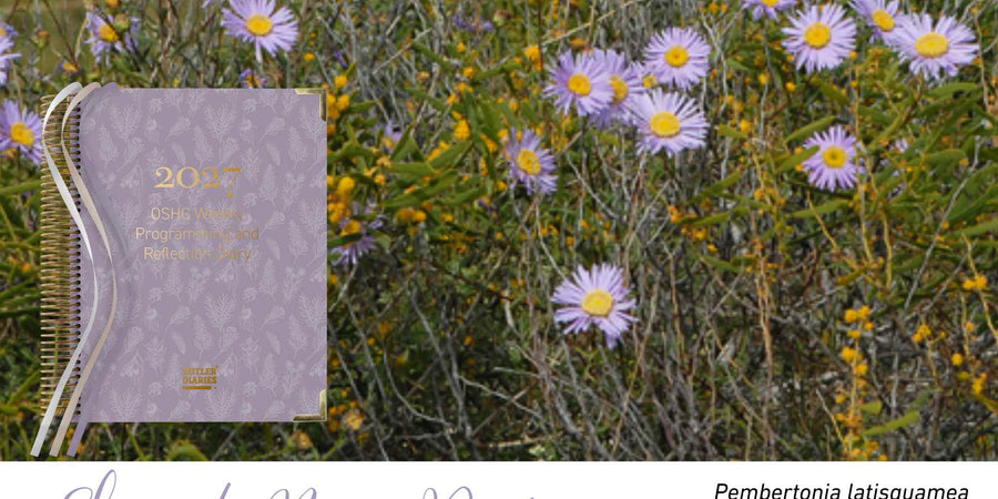 Shark Bay Daisy native flora colour card for the 2027 OSHC Weekly Programming and Reflection Diary, featuring Pembertonia latisquamea, the Shark Bay daisy