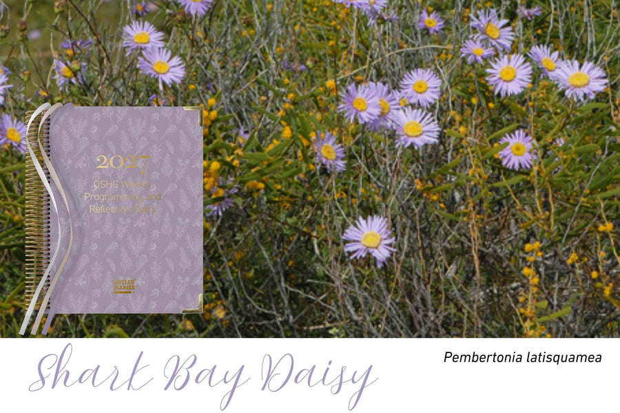 Shark Bay Daisy native flora colour card for the 2027 OSHC Weekly Programming and Reflection Diary, featuring Pembertonia latisquamea, the Shark Bay daisy