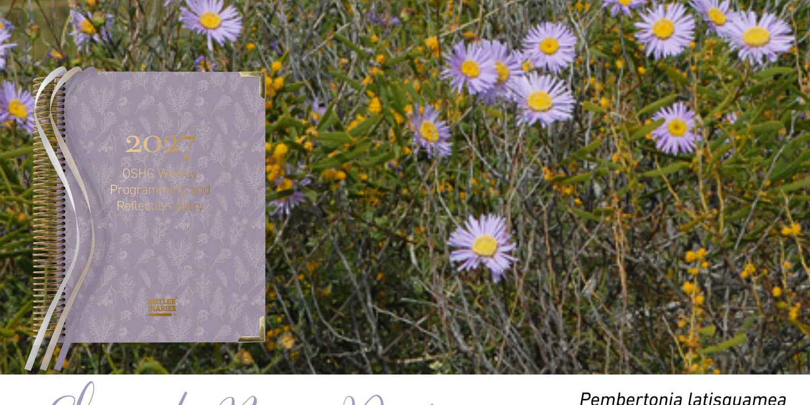 Shark Bay Daisy native flora colour card for the 2027 OSHC Weekly Programming and Reflection Diary, featuring Pembertonia latisquamea, the Shark Bay daisy