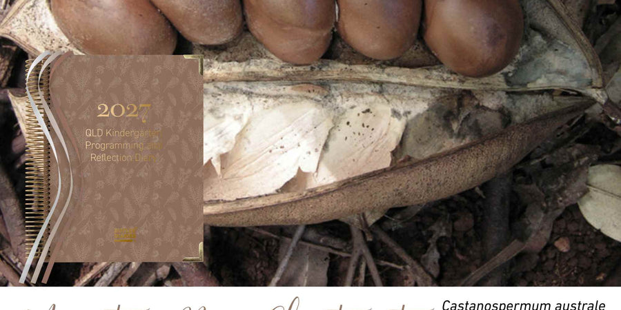 Moreton Bay Chestnut native flora colour card for the 2027 QLD Kindy Weekly Programming and Reflection Diary, featuring Castanospermum australe, the Moreton Bay chestnut