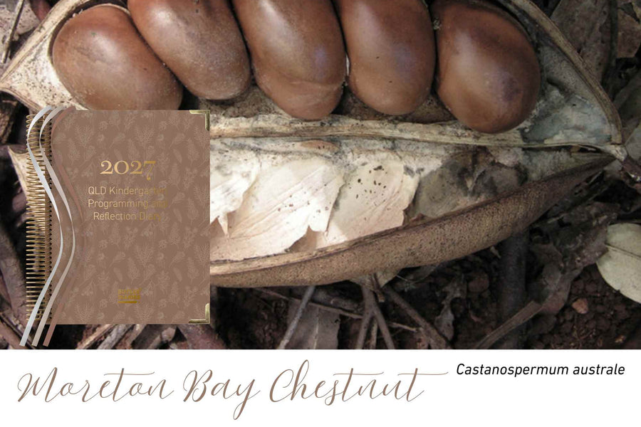 Moreton Bay Chestnut native flora colour card for the 2027 QLD Kindy Weekly Programming and Reflection Diary, featuring Castanospermum australe, the Moreton Bay chestnut