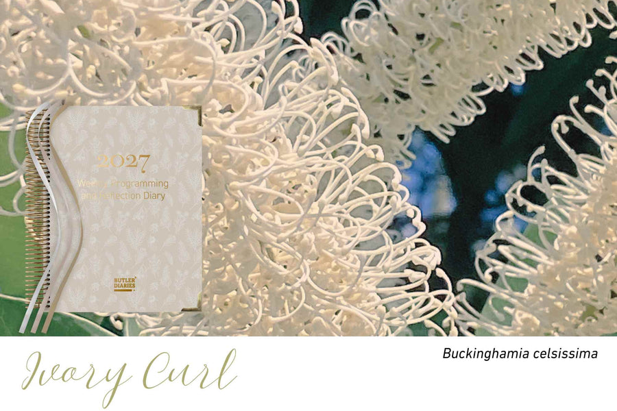 Ivory Curl native flora colour card for the 2027 Weekly Programming and Reflection Diary, featuring Buckinghamia celsissima, the ivory curl flower