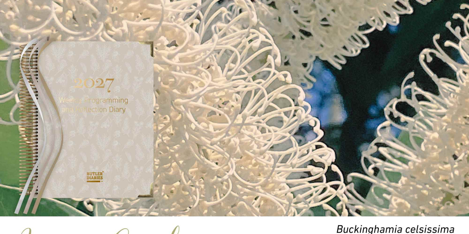 Ivory Curl native flora colour card for the 2027 Weekly Programming and Reflection Diary, featuring Buckinghamia celsissima, the ivory curl flower