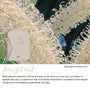 Ivory Curl native flora colour card for the 2027 Weekly Programming and Reflection Diary, featuring Buckinghamia celsissima, the ivory curl flower