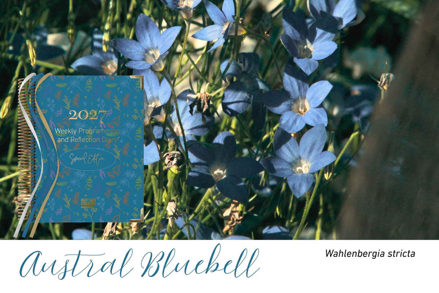 Austral Bluebell native flora colour card for the 2027 Weekly Programming and Reflection Diary Special Edition, featuring Wahlenbergia stricta, the Australian bluebell