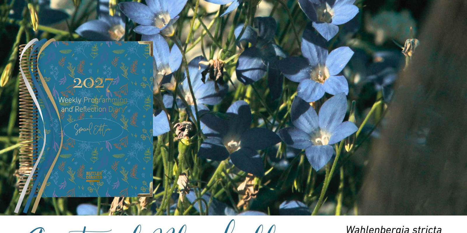 Austral Bluebell native flora colour card for the 2027 Weekly Programming and Reflection Diary Special Edition, featuring Wahlenbergia stricta, the Australian bluebell