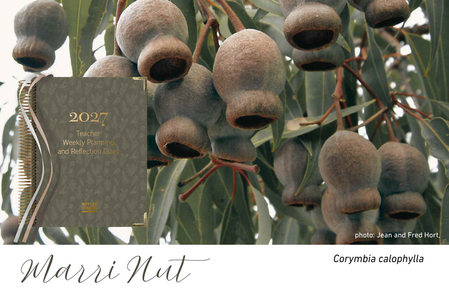 Marri Nut native flora colour card for the 2027 Weekly Teacher Planning and Reflection Diary, featuring Corymbia calophylla, the marri tree