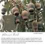 Marri Nut native flora colour card for the 2027 Weekly Teacher Planning and Reflection Diary, featuring Corymbia calophylla, the marri tree