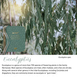Eucalyptus native flora colour card for the 2027 Central Outdoor Weekly Programming and Reflection Diary, featuring eucalyptus gum leaves