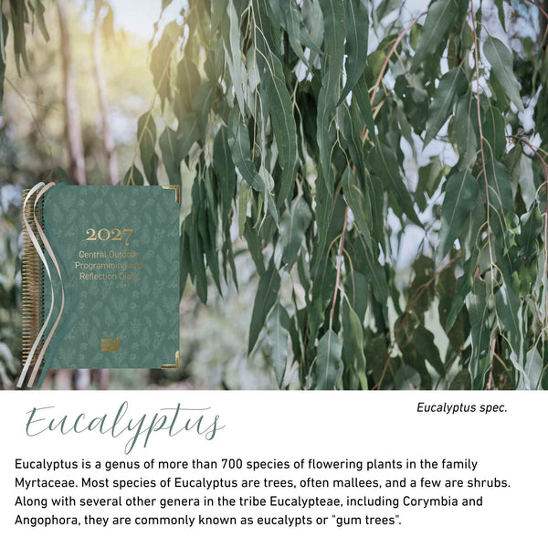 Eucalyptus native flora colour card for the 2027 Central Outdoor Weekly Programming and Reflection Diary, featuring eucalyptus gum leaves