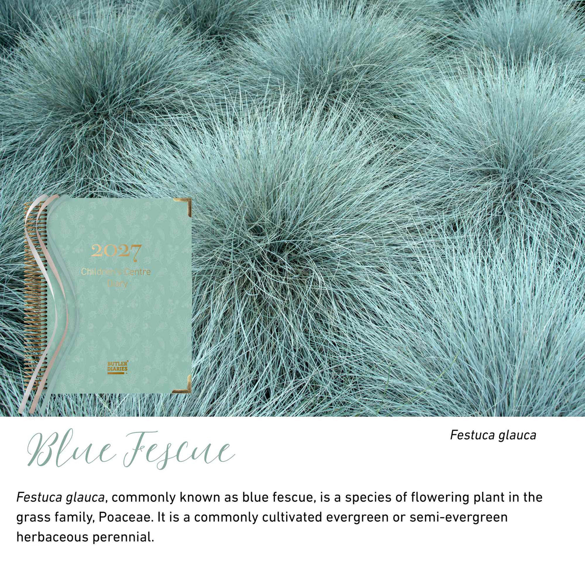 Blue Fescue native flora colour card for the 2027 Children's Centre Diary, featuring Festuca glauca, blue fescue grass