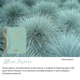 Blue Fescue native flora colour card for the 2027 Children's Centre Diary, featuring Festuca glauca, blue fescue grass