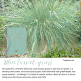 Blue Tussock-grass native flora colour card for the 2027 Children's Centre Diary, featuring Poa poiformis, the blue tussock-grass, photo courtesy of Kuranga Native Nursery