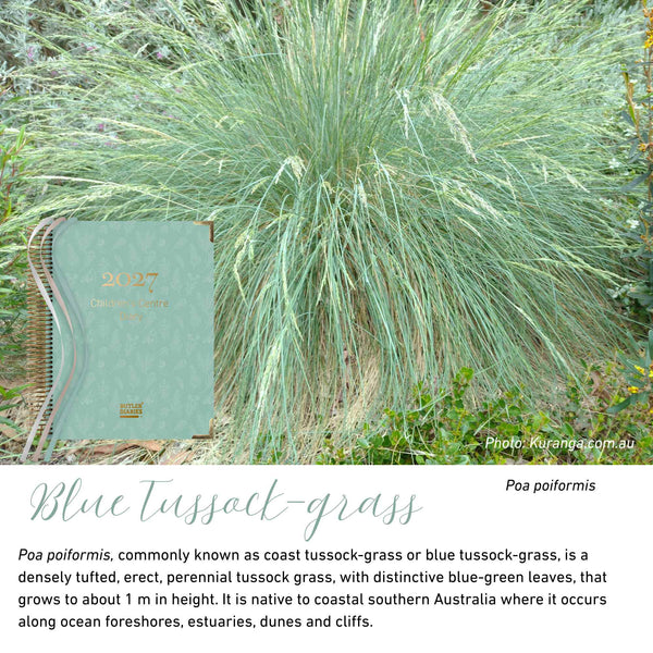 Blue Tussock-grass native flora colour card for the 2027 Children's Centre Diary, featuring Poa poiformis, the blue tussock-grass, photo courtesy of Kuranga Native Nursery