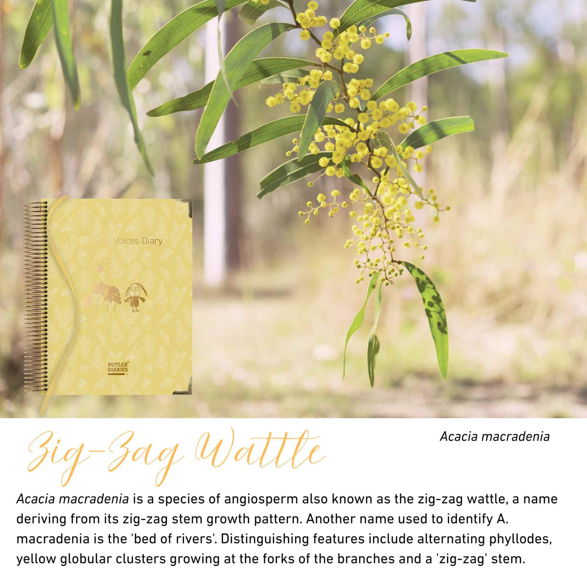 Zig-Zag Wattle native flora colour card for the Children's Voices Diary, featuring Acacia macradenia, the zig-zag wattle