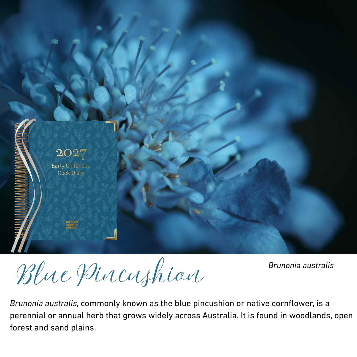 Blue Pincushion native flora colour card for the 2027 Early Childhood Cook's Diary, featuring Brunonia australis, the blue pincushion flower