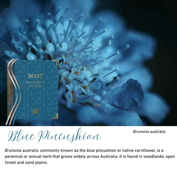 Blue Pincushion native flora colour card for the 2027 Early Childhood Cook's Diary, featuring Brunonia australis, the blue pincushion flower