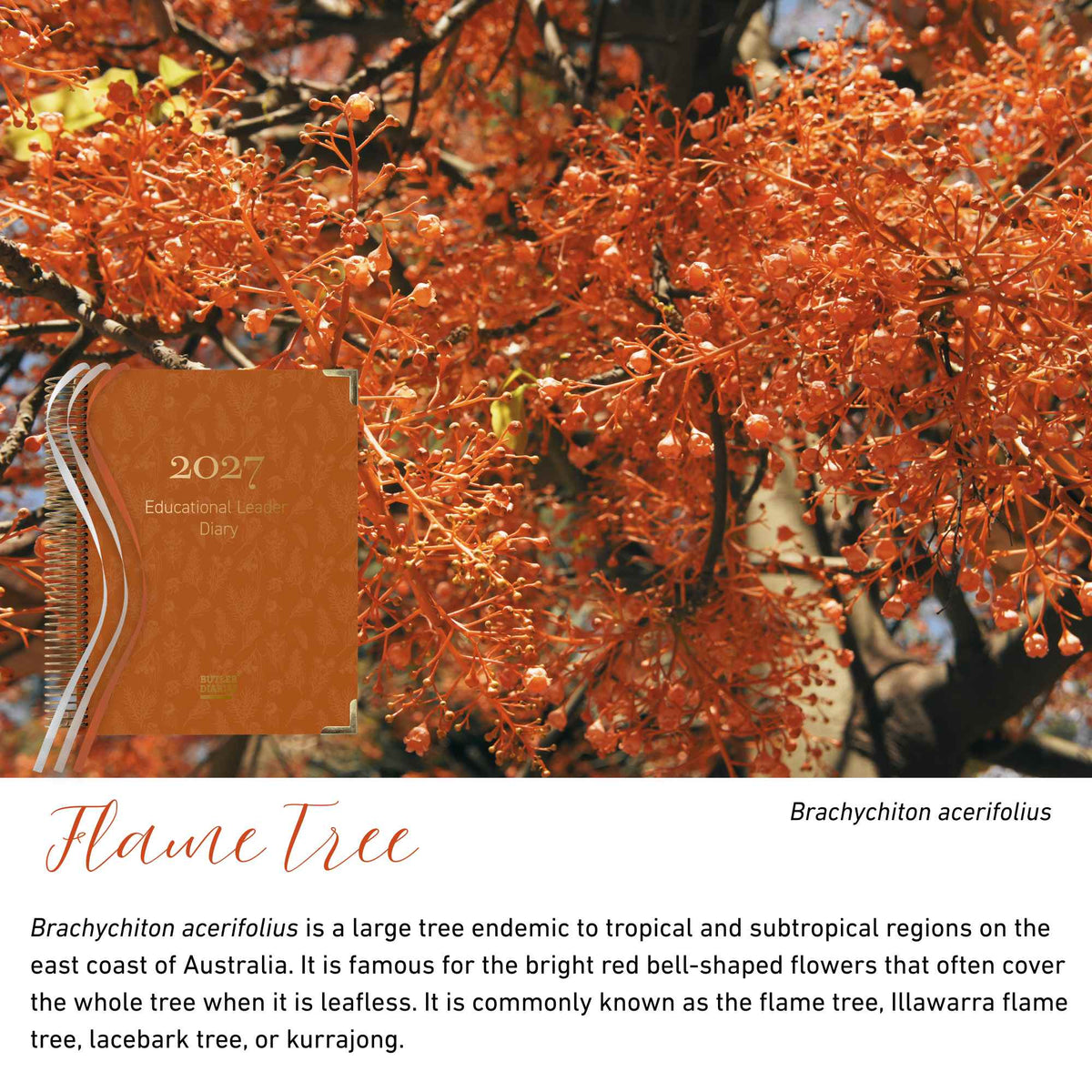 Flame Tree native flora colour card for the 2027 Educational Leader Diary, featuring Brachychiton acerifolius, the Illawarra flame tree