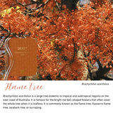 Flame Tree native flora colour card for the 2027 Educational Leader Diary, featuring Brachychiton acerifolius, the Illawarra flame tree