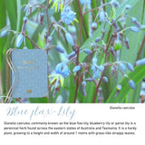 Blue Flax-Lily native flora colour card for the 2027 Nominated Supervisor Diary, featuring Dianella caerulea, the blue flax-lily