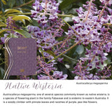 Native Wisteria native flora colour card for the 2027 OSHC Diary, featuring Austrocallerya megasperma, the native wisteria