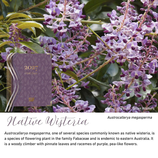 Native Wisteria native flora colour card for the 2027 OSHC Diary, featuring Austrocallerya megasperma, the native wisteria