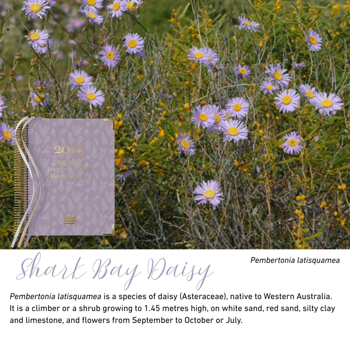 Shark Bay Daisy native flora colour card for the 2027 OSHC Weekly Programming and Reflection Diary, featuring Pembertonia latisquamea, the Shark Bay daisy
