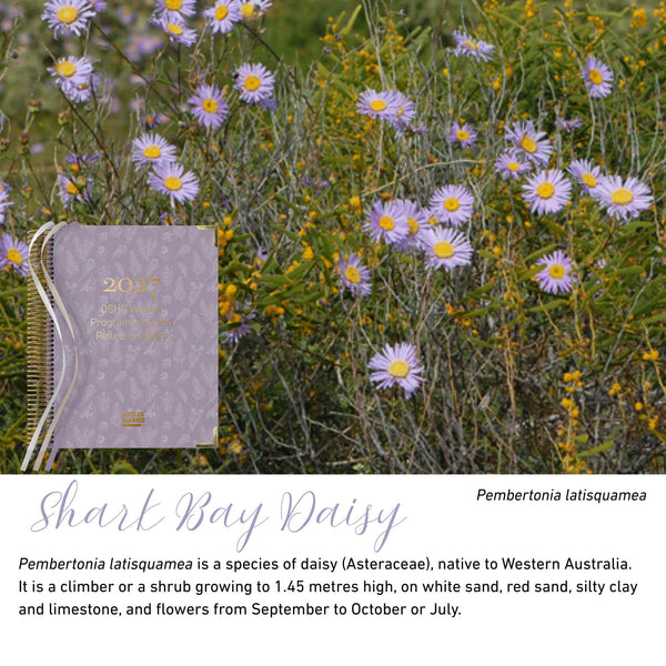 Shark Bay Daisy native flora colour card for the 2027 OSHC Weekly Programming and Reflection Diary, featuring Pembertonia latisquamea, the Shark Bay daisy