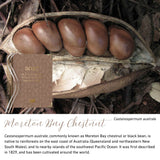 Moreton Bay Chestnut native flora colour card for the 2027 QLD Kindy Weekly Programming and Reflection Diary, featuring Castanospermum australe, the Moreton Bay chestnut