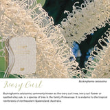 Ivory Curl native flora colour card for the 2027 Weekly Programming and Reflection Diary, featuring Buckinghamia celsissima, the ivory curl flower