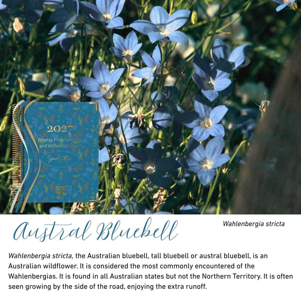 Austral Bluebell native flora colour card for the 2027 Weekly Programming and Reflection Diary Special Edition, featuring Wahlenbergia stricta, the Australian bluebell